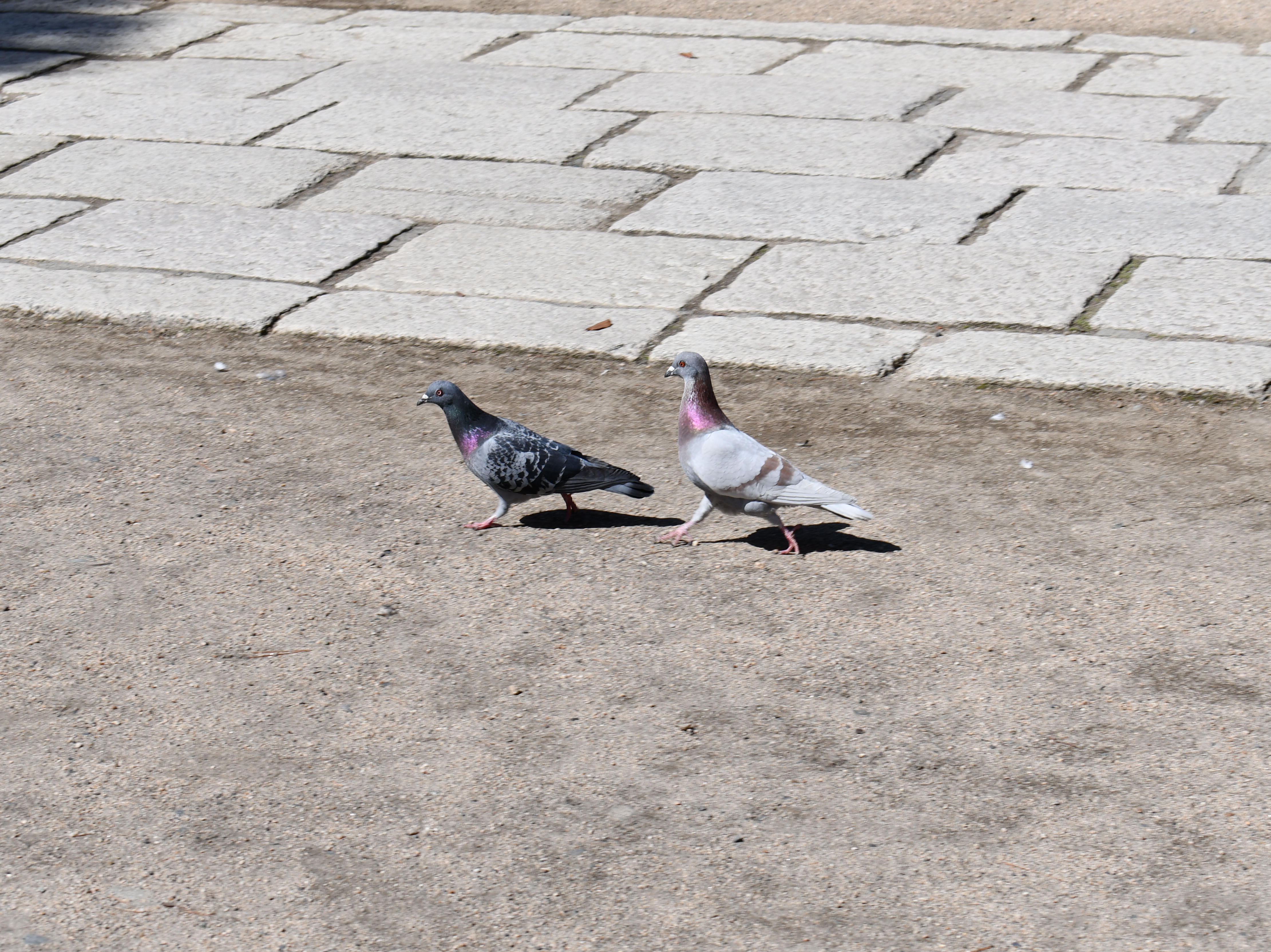 #10:
          Rock Pigeon Pair. Nagano City.
          f/9 at mm - Shutter Speed: 1/320 - ISO: 100