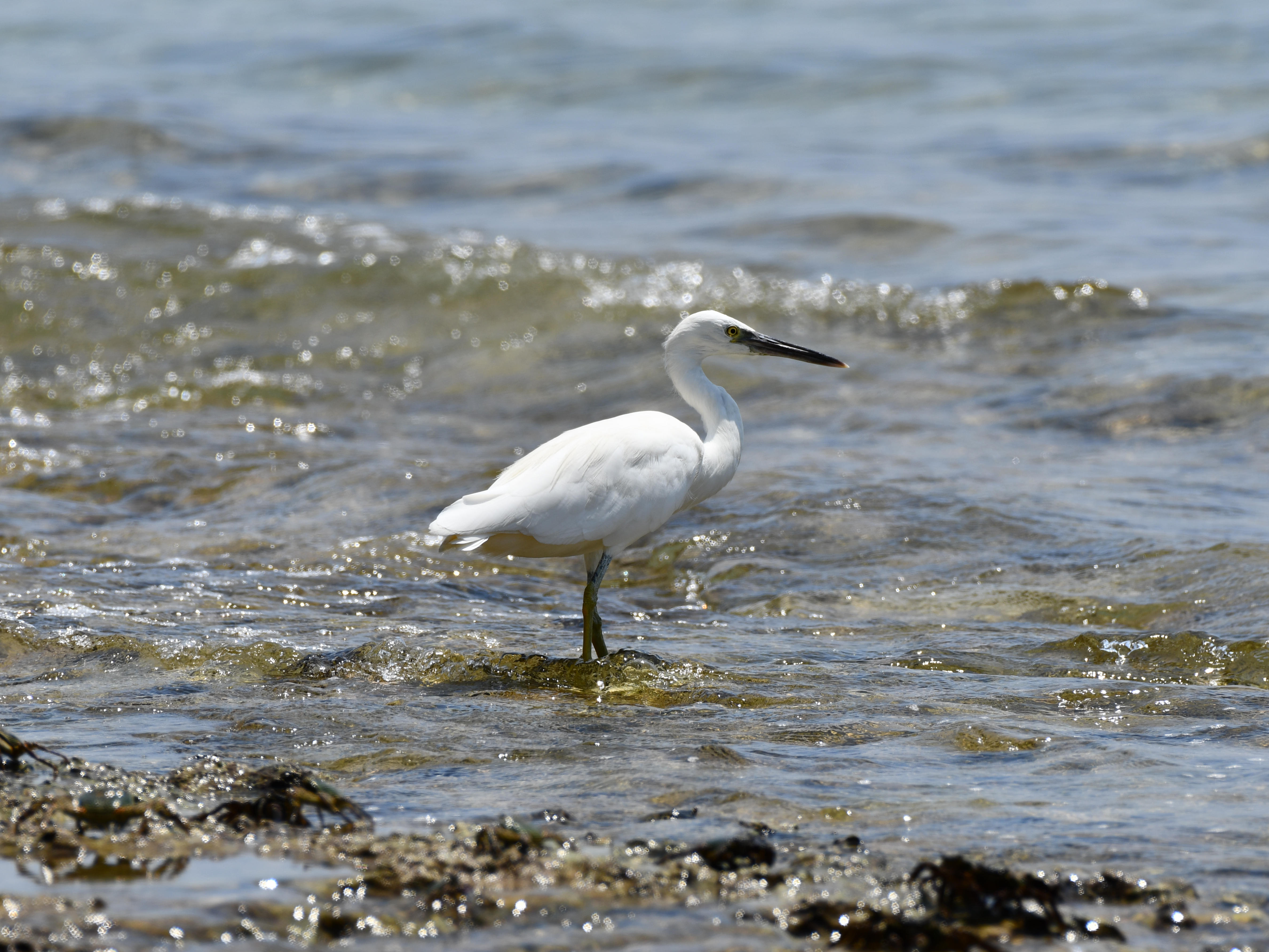 #5:
          Pacific Reef-Heron: Light Morph. Taken off the coast in mainland Okinawa.
          f/8 at 500mm - Shutter Speed: 1/500- ISO: 100