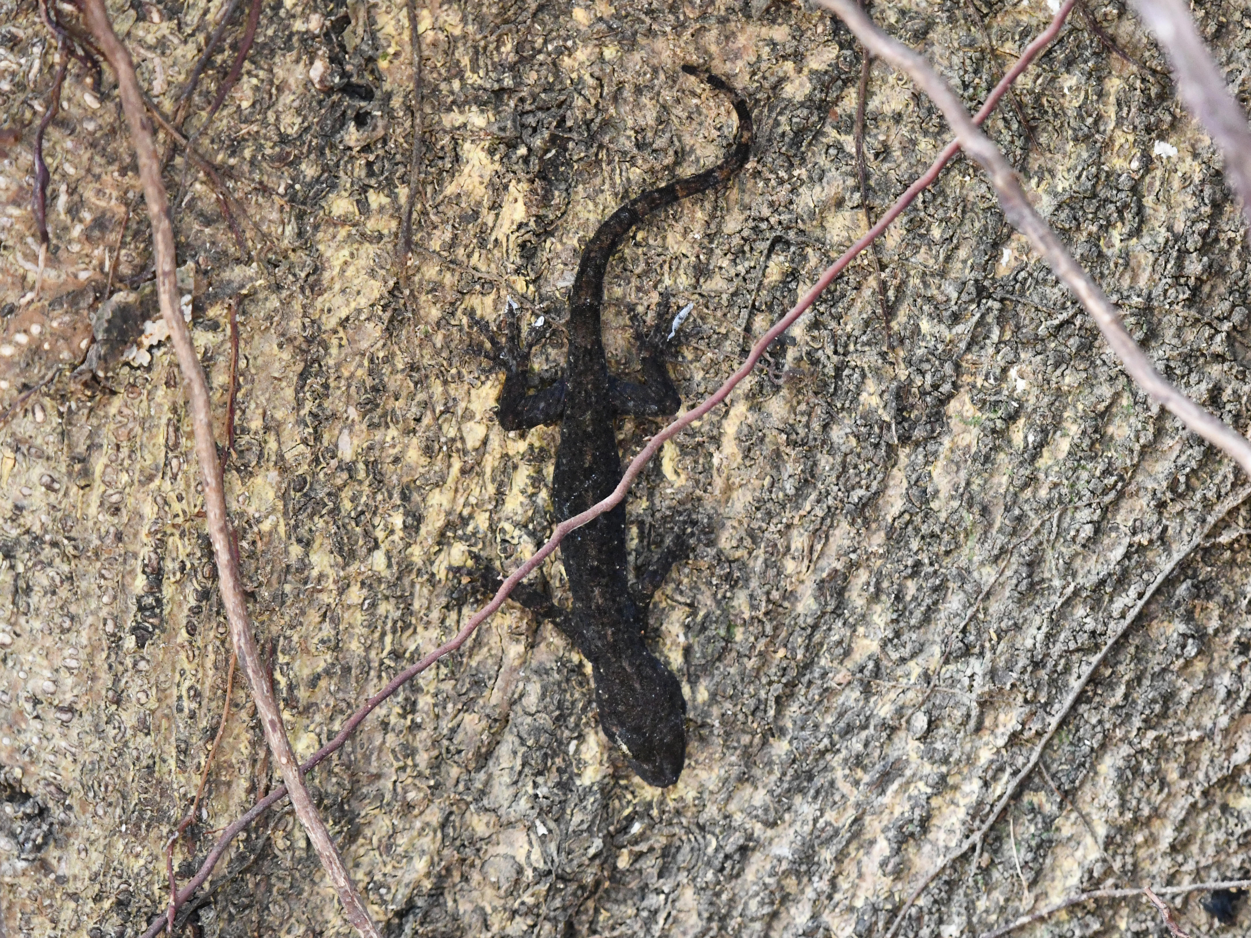 #53:
          STAY TUNED...
          f/ at mm - Shutter Speed: - ISO: