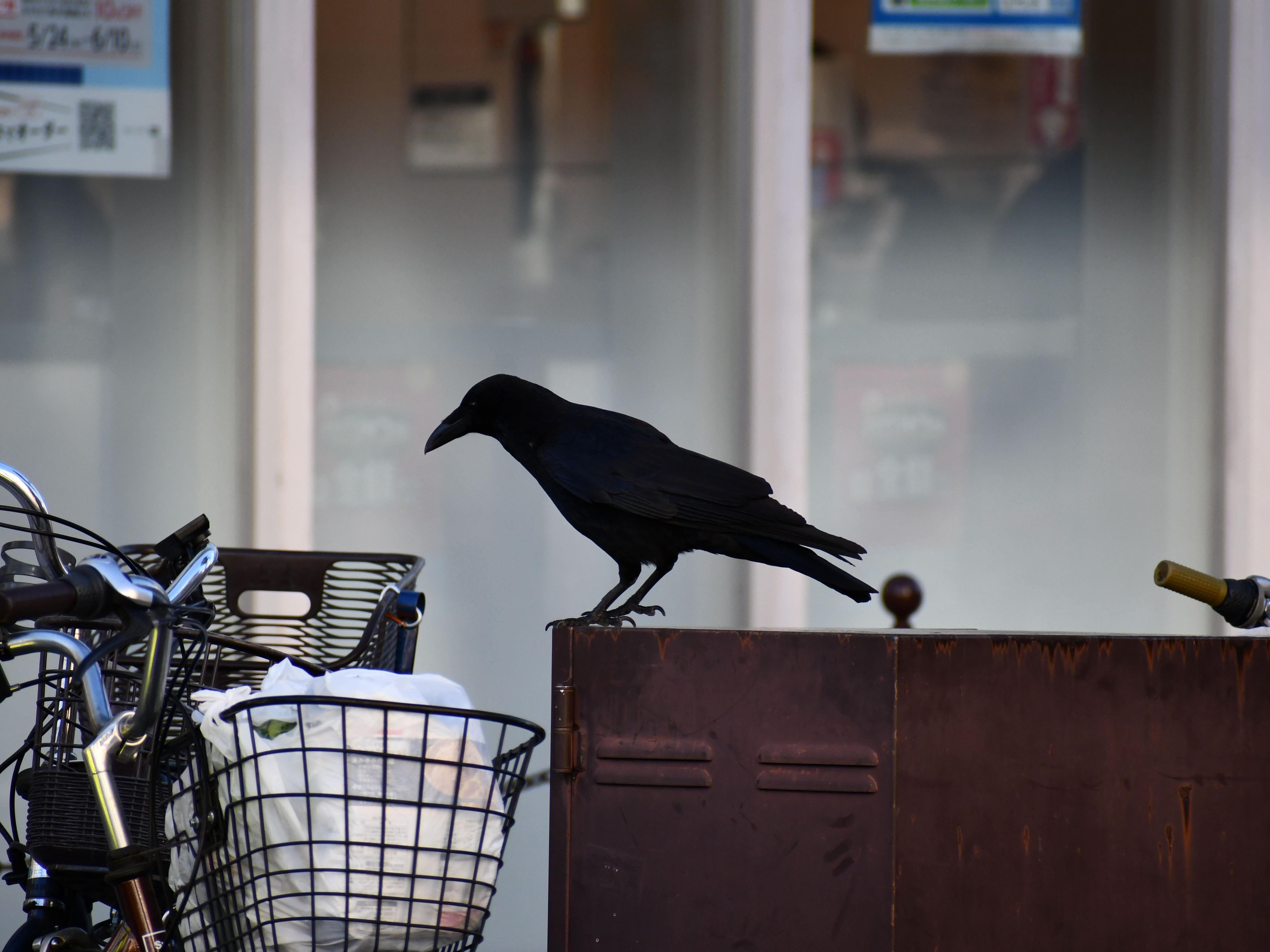 #6:
          Carrion crow. Just about to help itself to some conveniently placed snacks in Nagano City.
          f/6.3 at 300mm - Shutter Speed: 1/500- ISO: 720