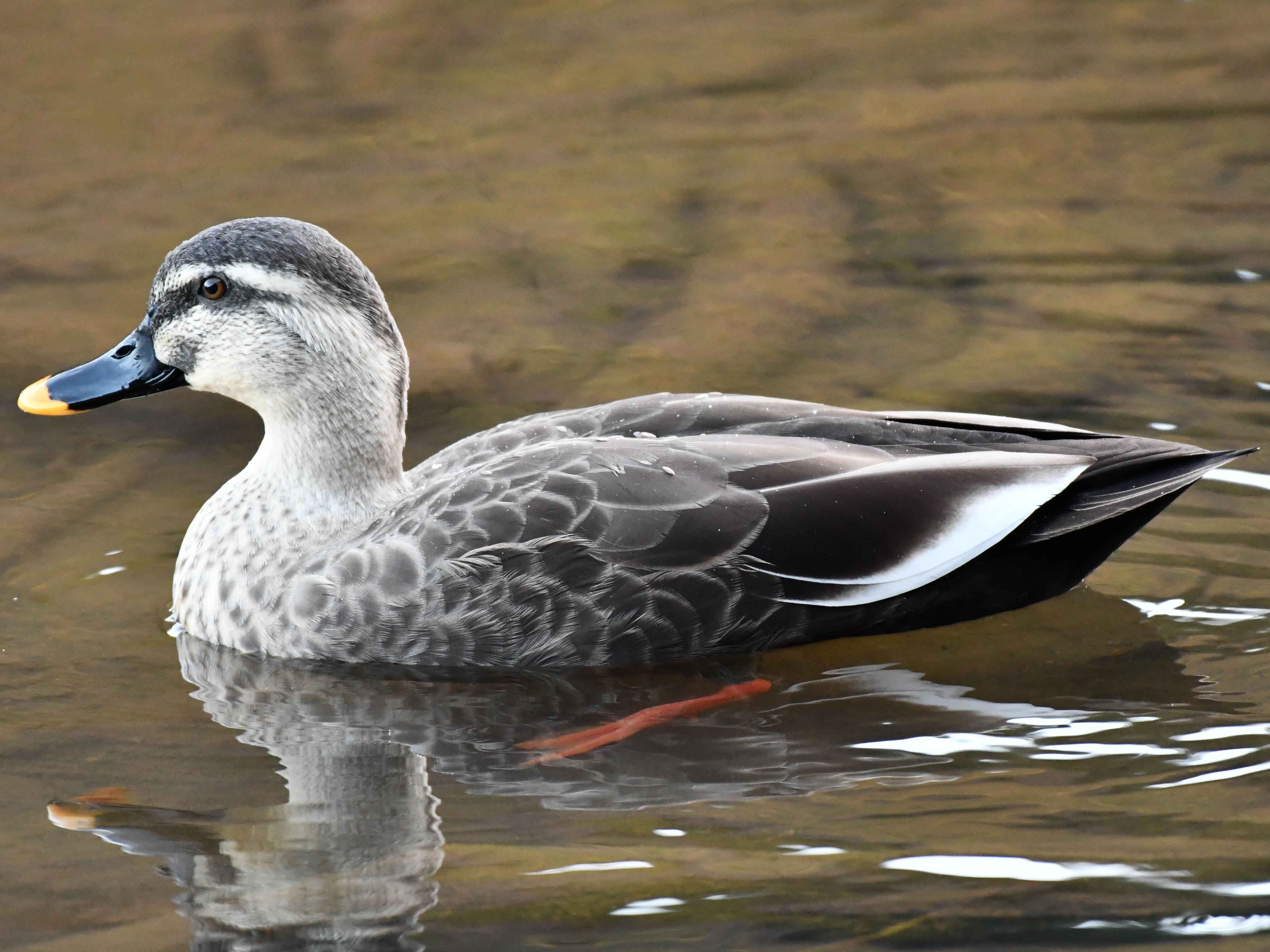 #92:
          STAY TUNED...
          f/ at mm - Shutter Speed: - ISO: